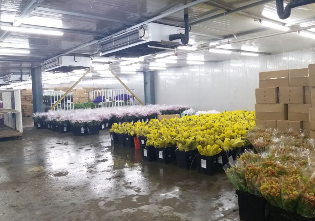 花卉保鮮冷庫應(yīng)用與花期延長技術(shù)